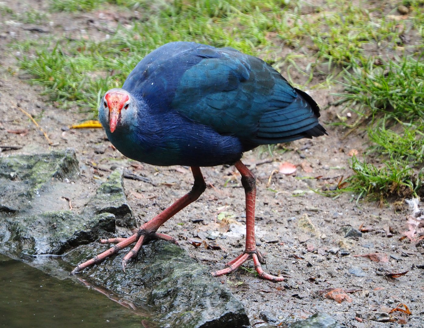 Grey-headed purple swamphen (Porphyrio porphyrio poliocephalus), 2019-10-05