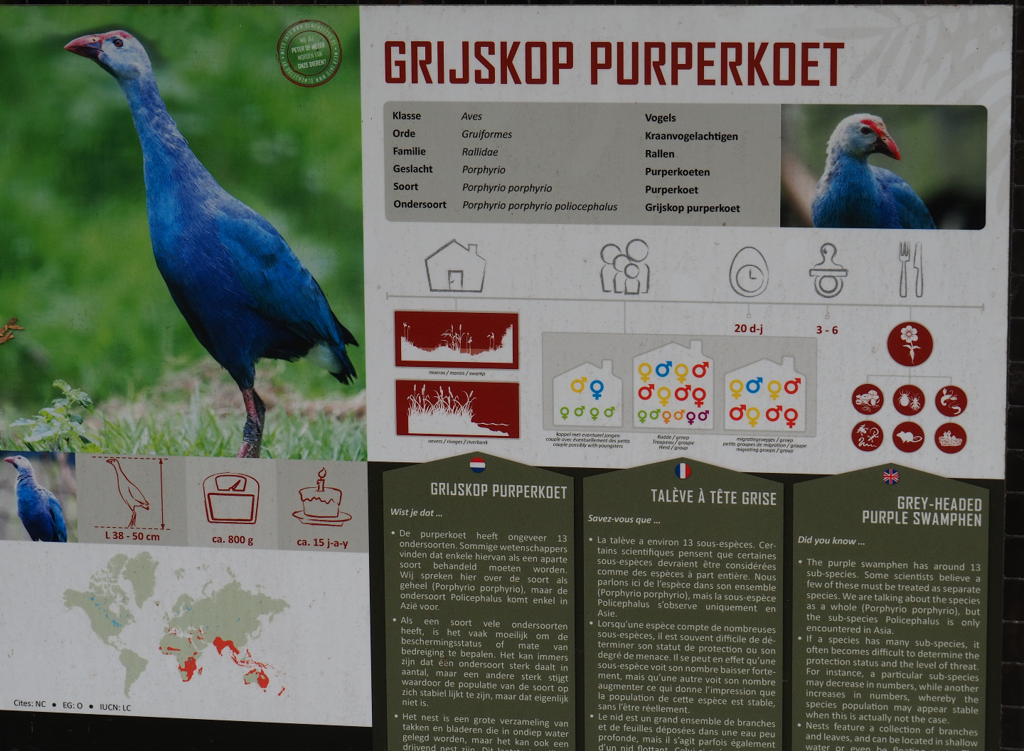 Grey-headed purple swamphen signage, 2019-08-04