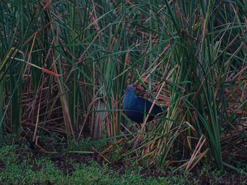 Grey-headed purple swamphen
