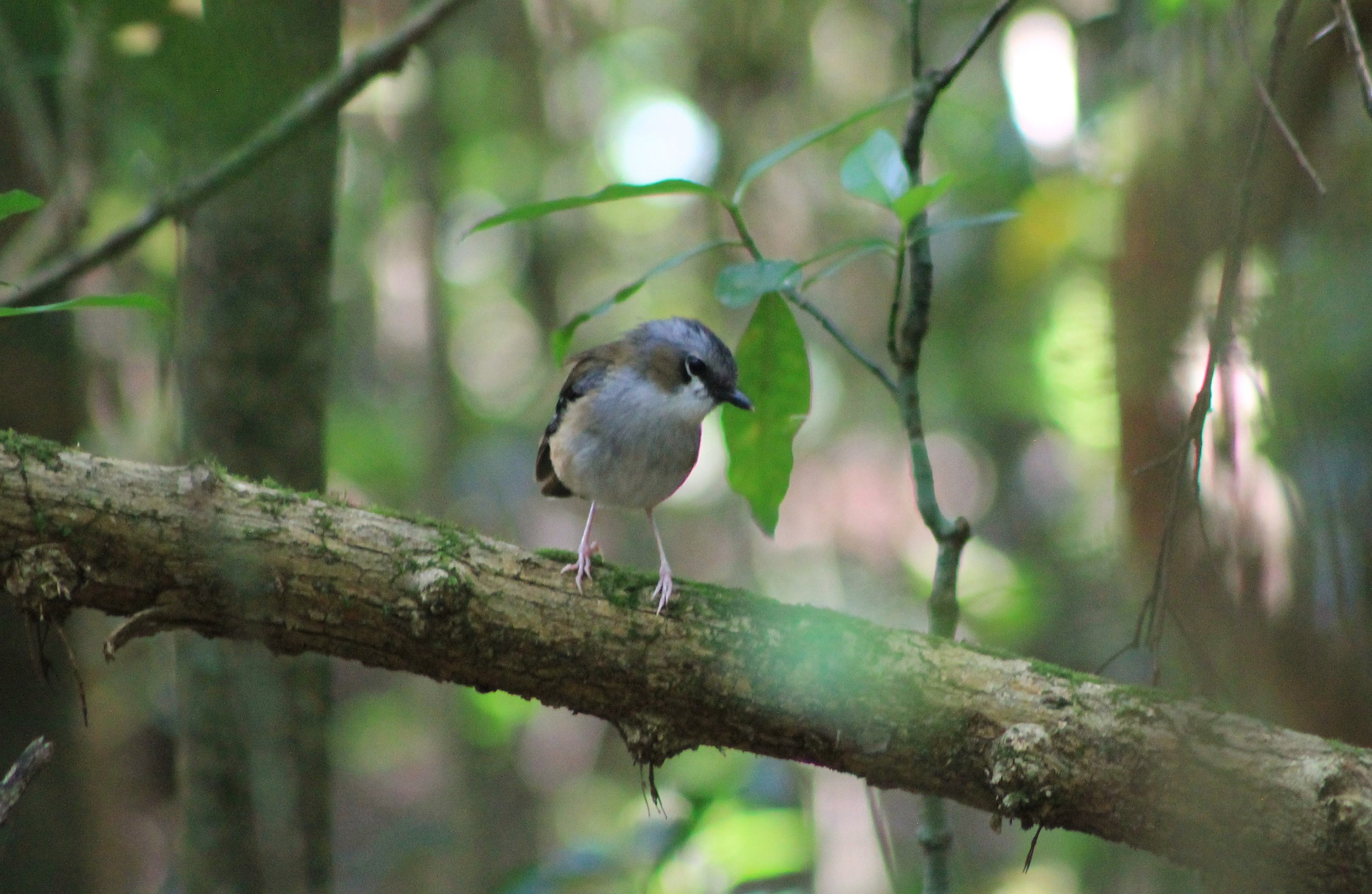 Grey-headed Robin (Heteromyias cinereifrons)