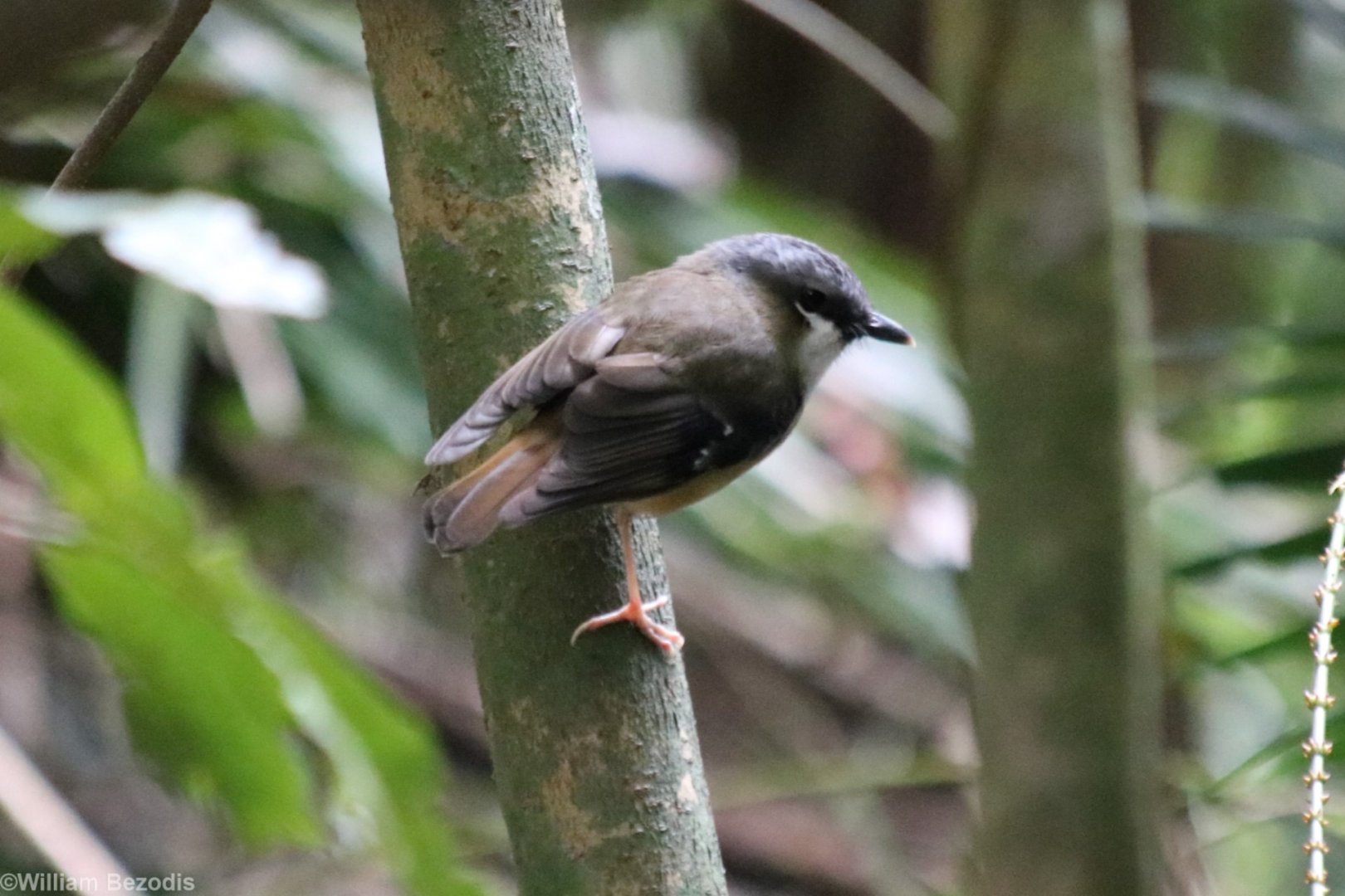 Grey-headed Robin - Kingfisher Park