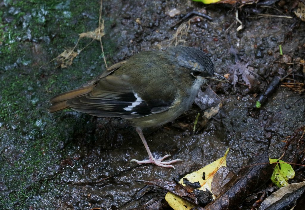 Grey-headed Robin