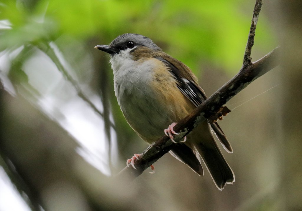 Grey-headed Robin