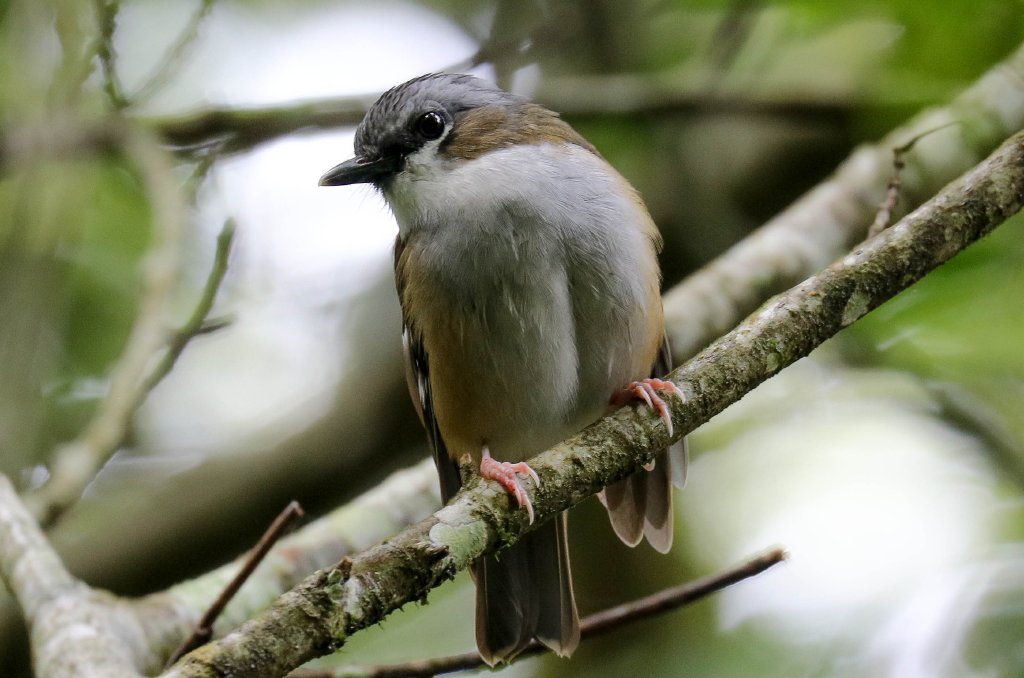Grey-headed Robin