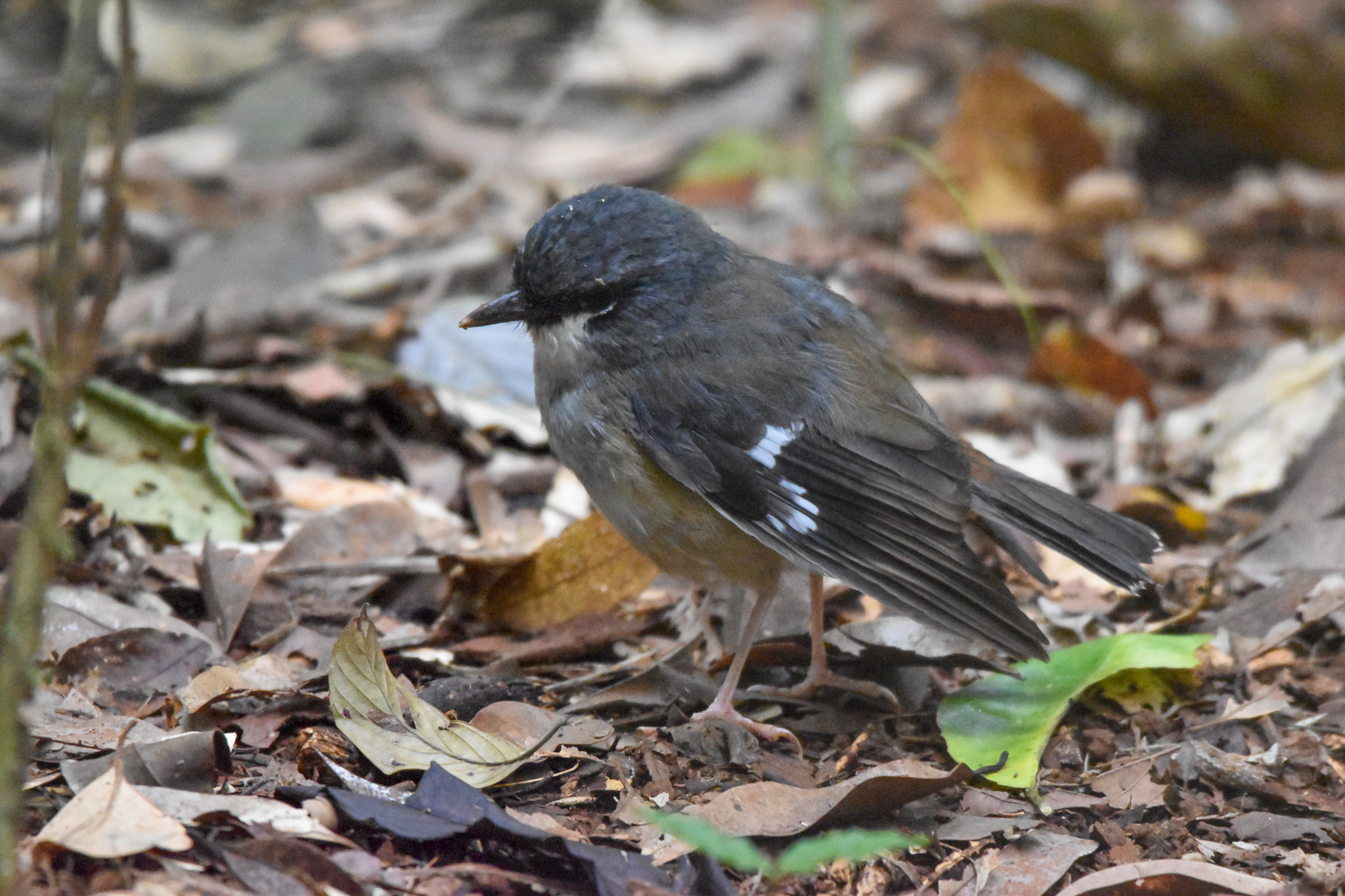 Grey-headed Robin