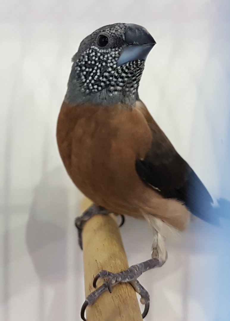 Grey-headed silverbill - Odontospiza caniceps