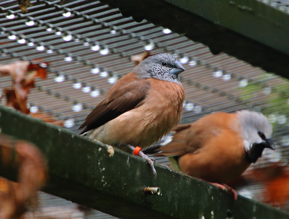 Grey-headed silverbill (Spermestes griseicapilla)