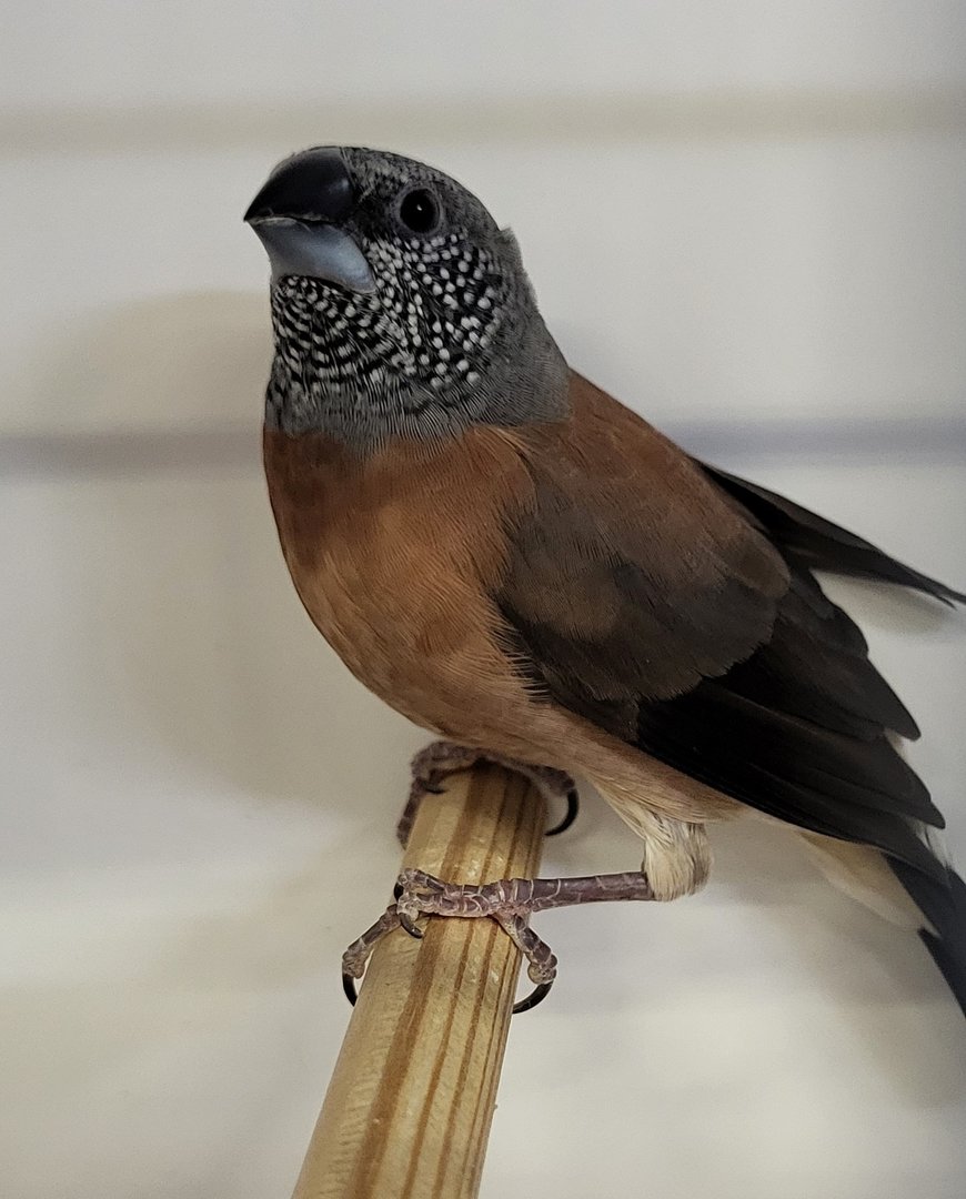 Grey-headed silverbill