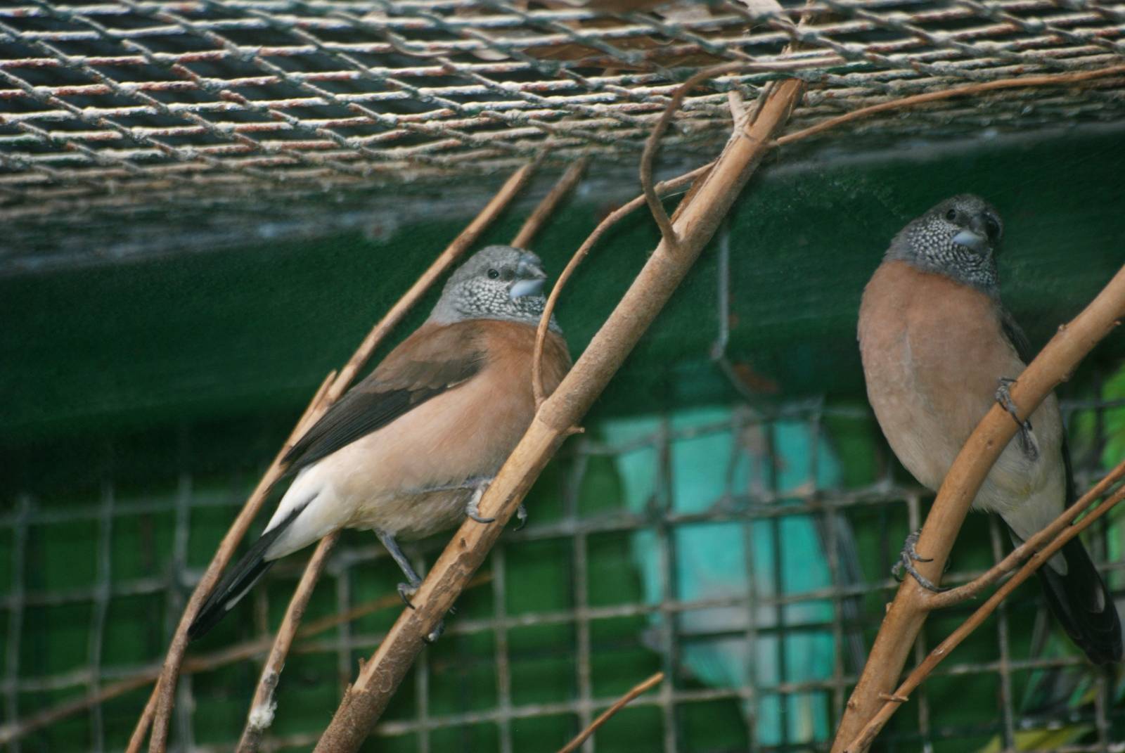 Grey-headed Silverbills at Santillana del Mar, 13/06/15