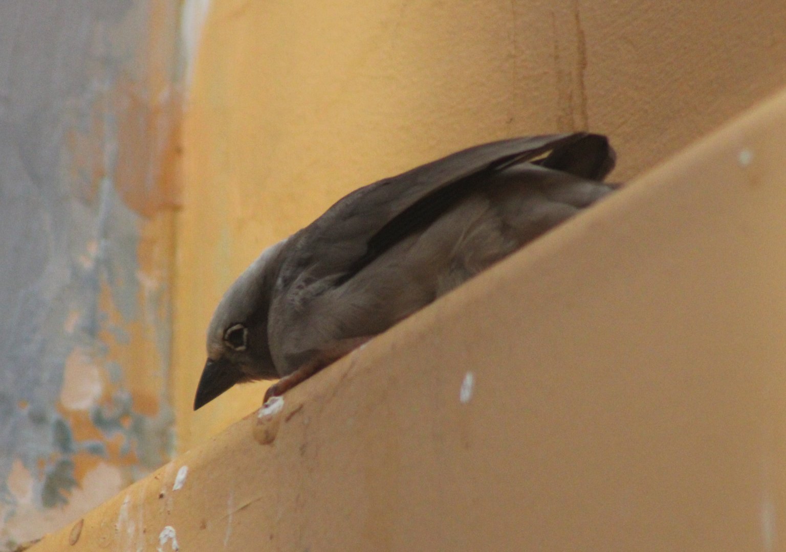 Grey-headed social-weaver