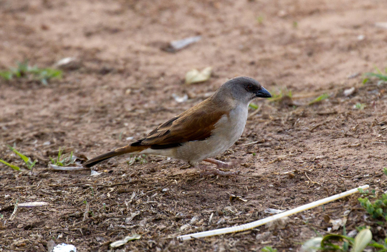 Grey-headed Sparrow