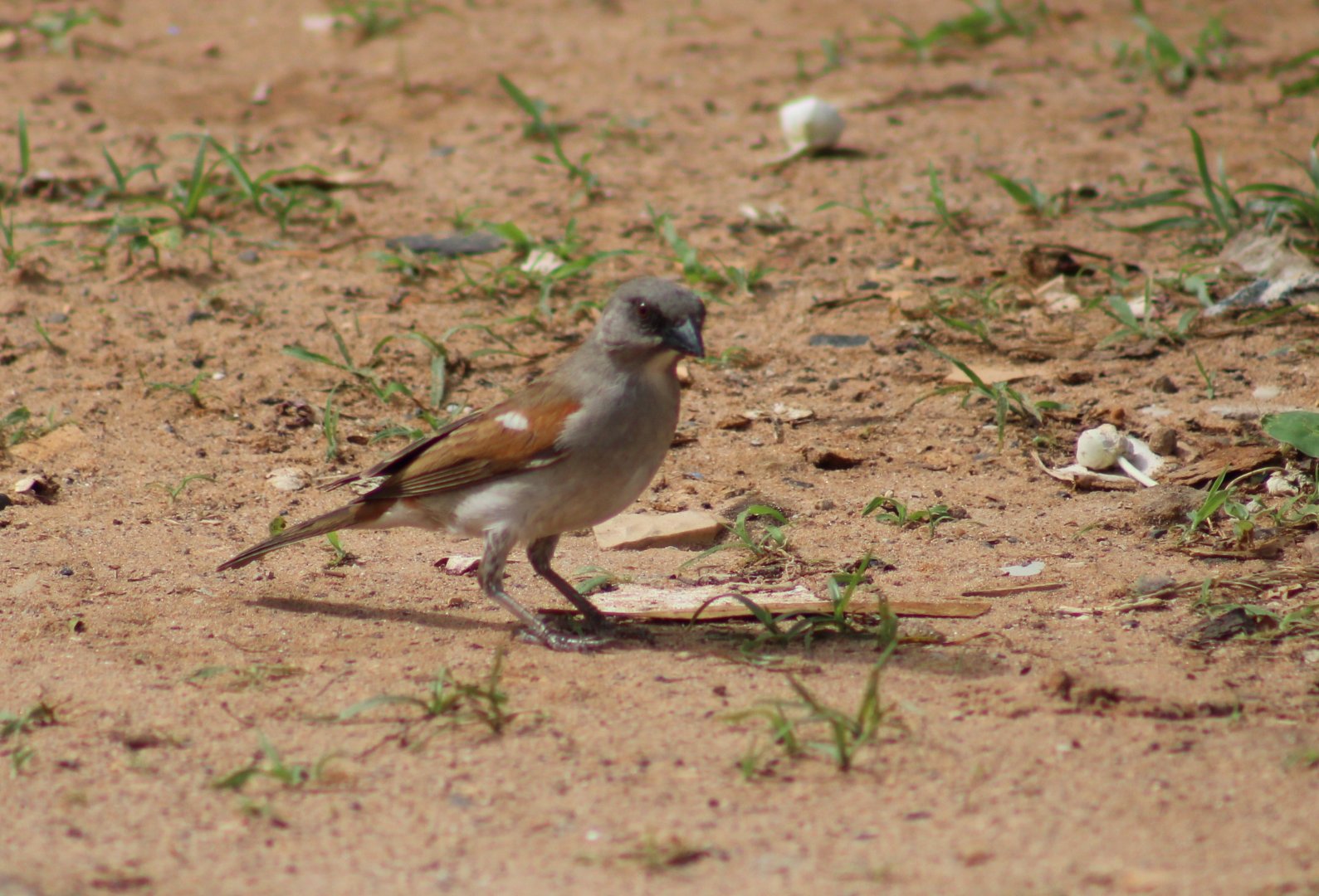 Grey-headed sparrow