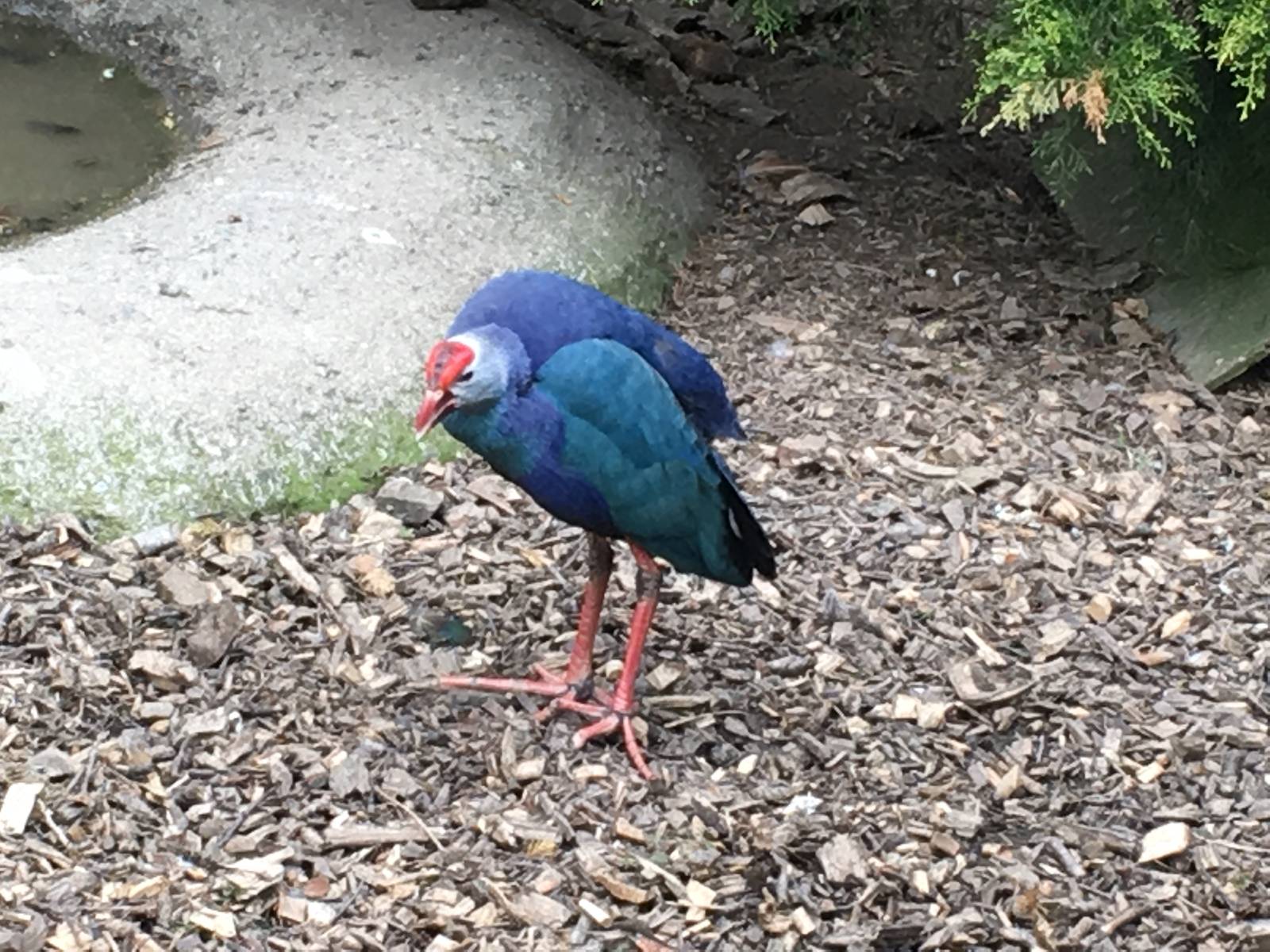 Grey-headed Swamphen 010516