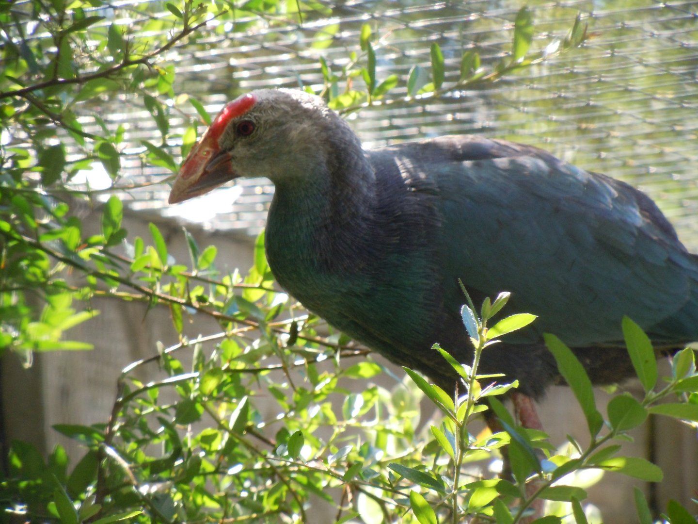 Grey-headed swamphen 030820