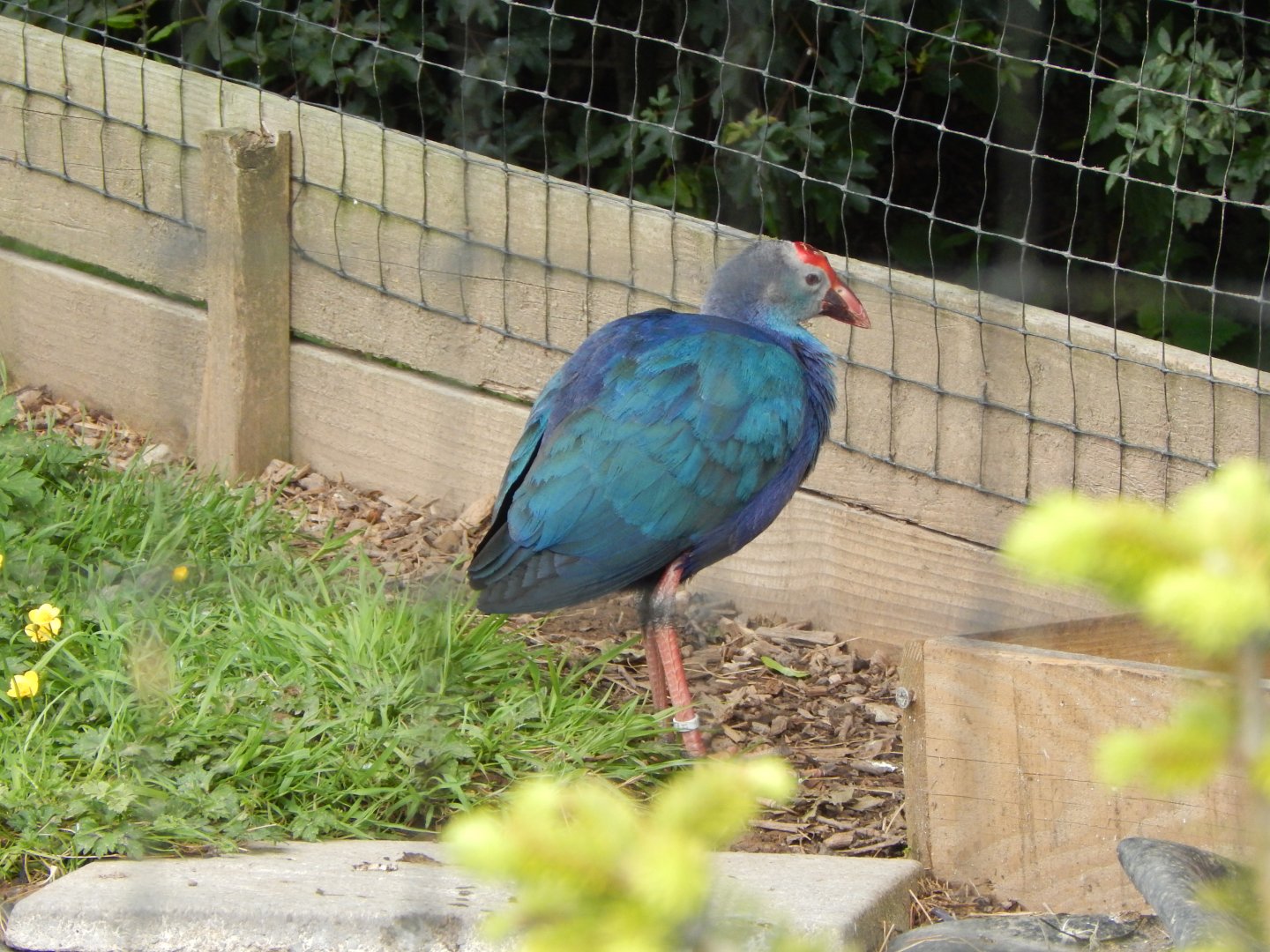 Grey-headed swamphen 060625