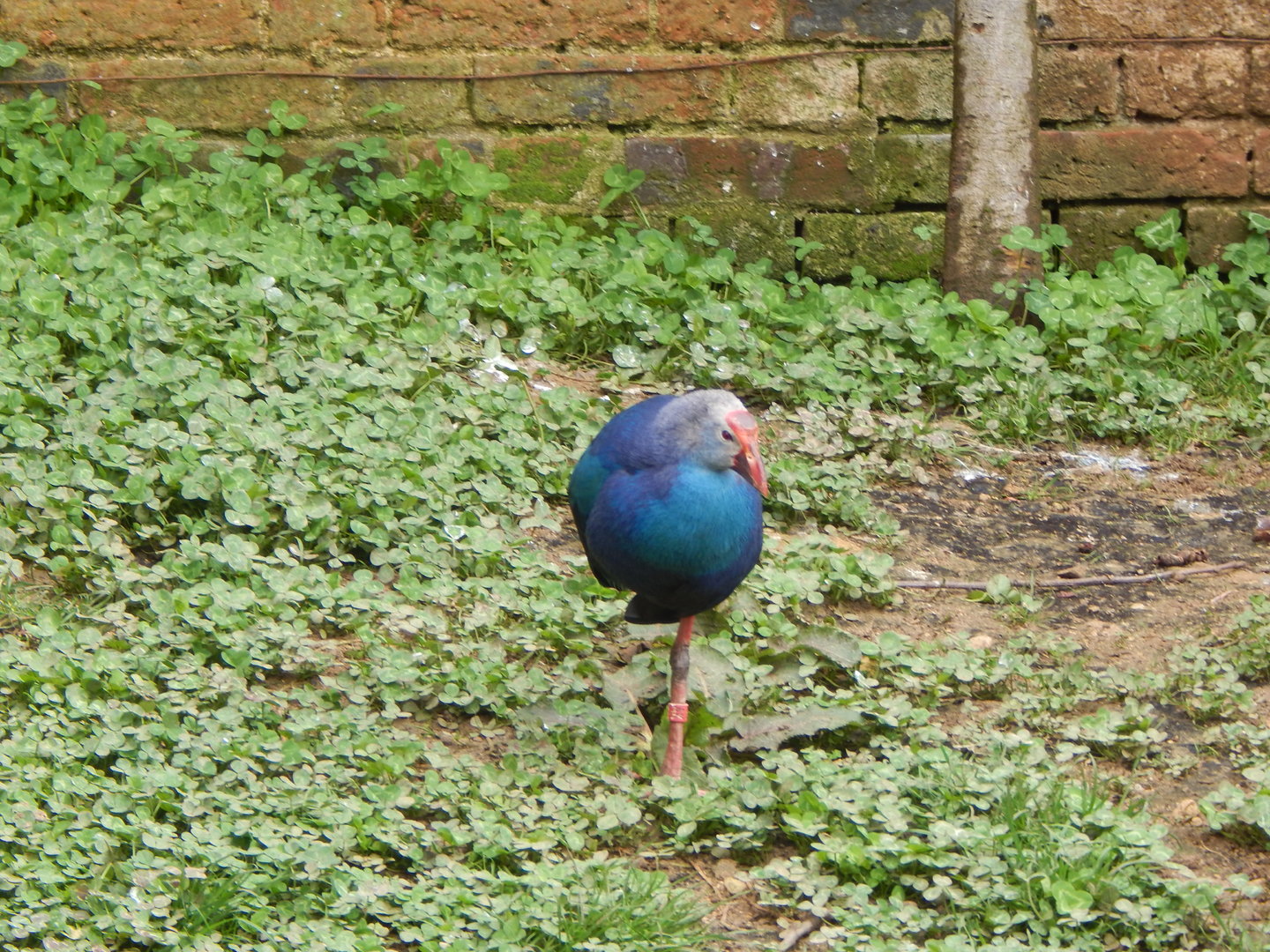 Grey-headed swamphen 280423
