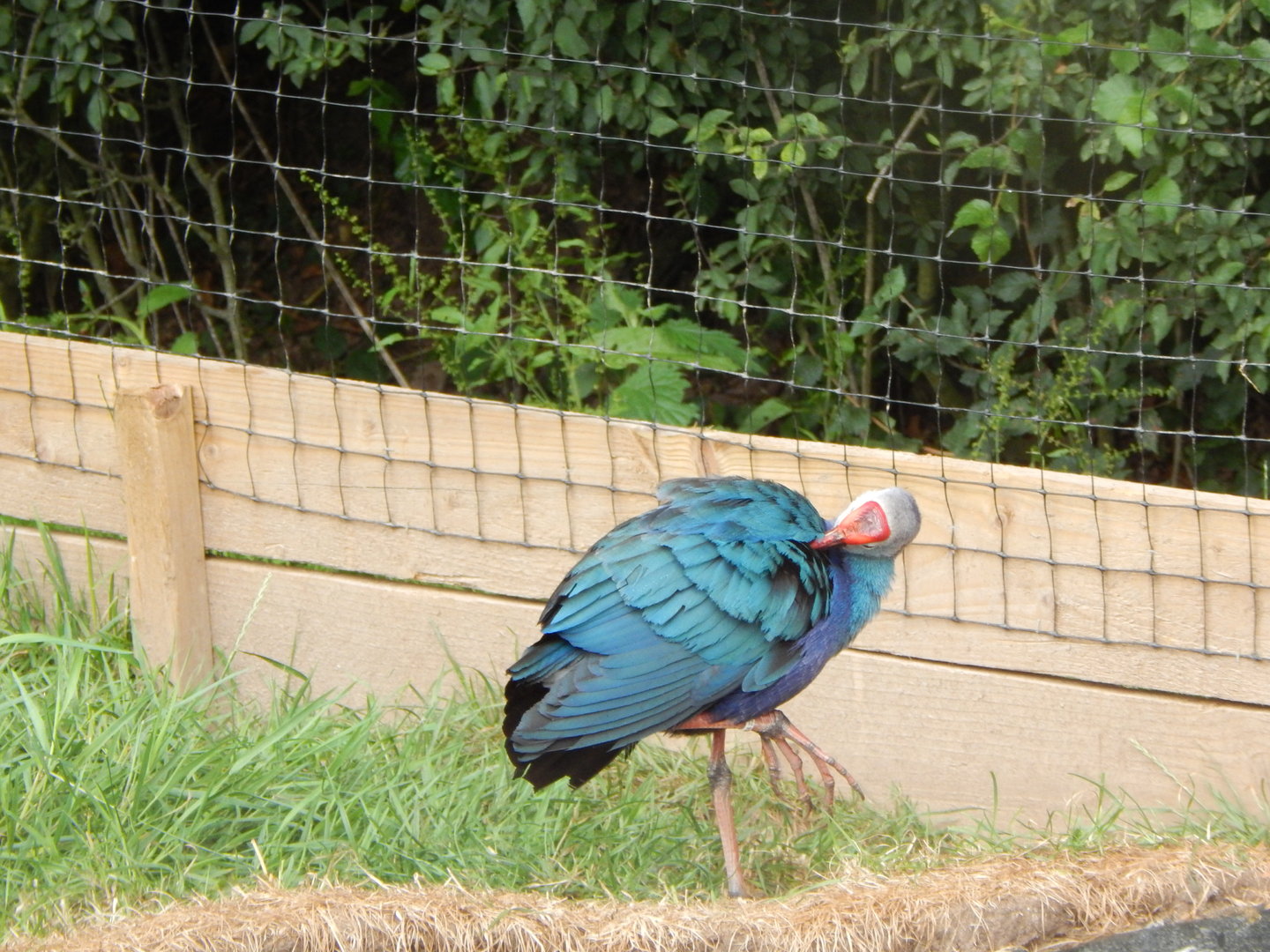 Grey-headed swamphen 300623