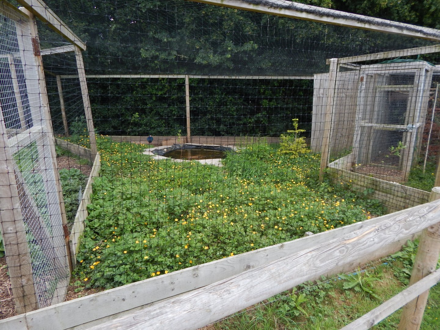 Grey-headed swamphen aviary 060625