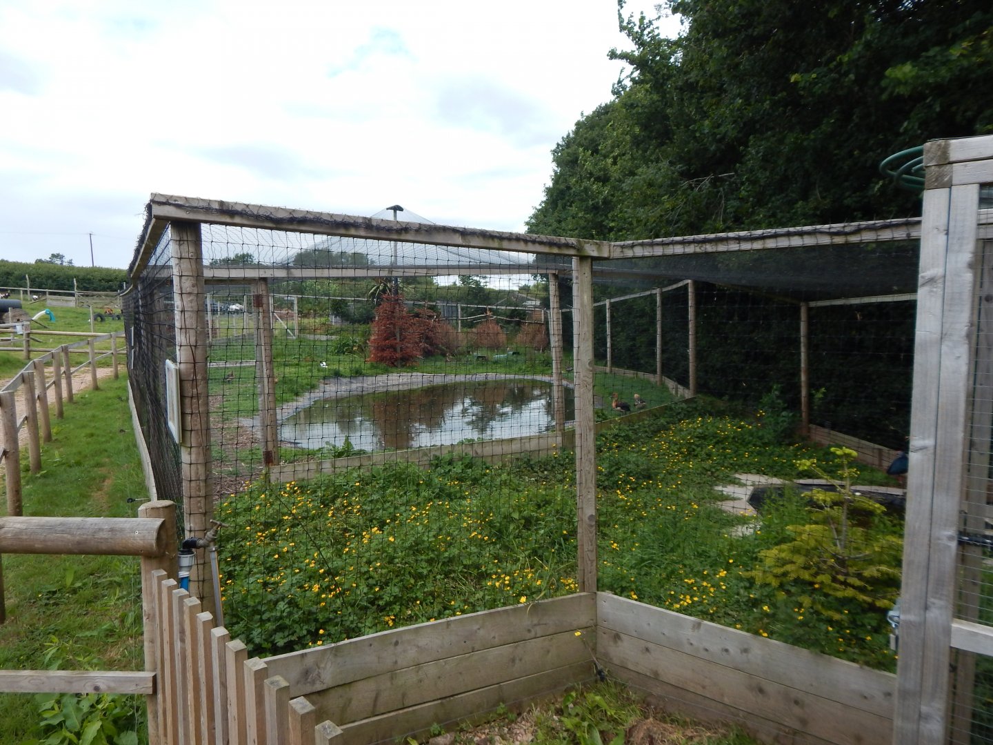 Grey-headed swamphen aviary /Mixed aviary 060625