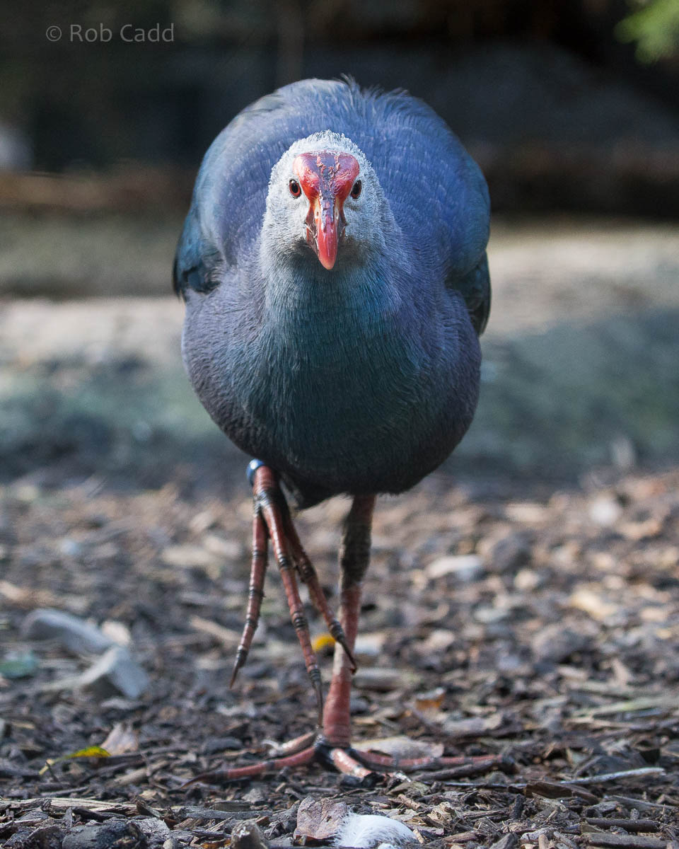 Grey-headed swamphen : Axe Valley : 22 Sep 2015