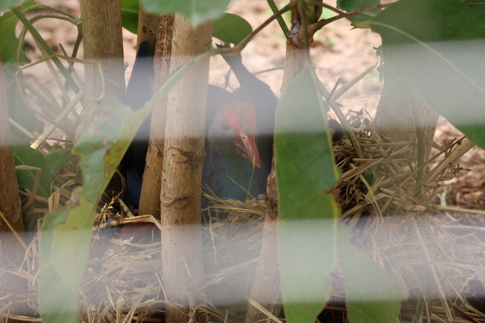 Grey-headed swamphen nesting