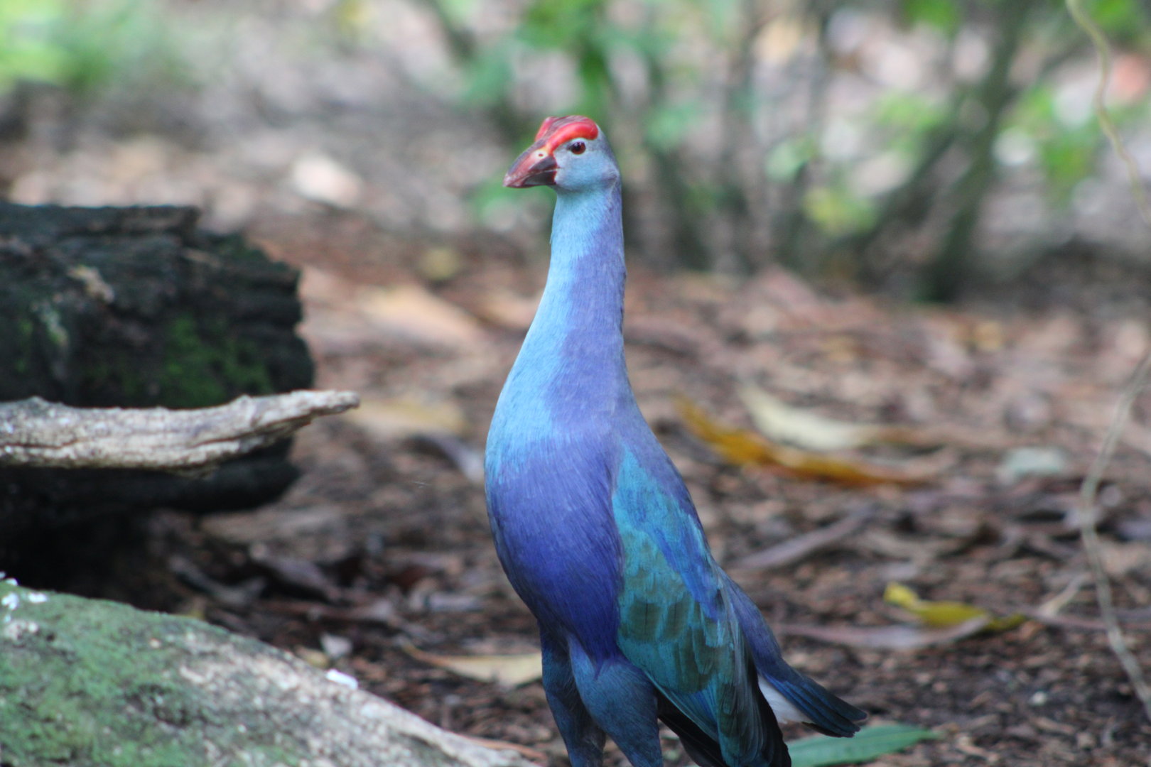 Grey-Headed Swamphen (Porphyrio poliocephalus)