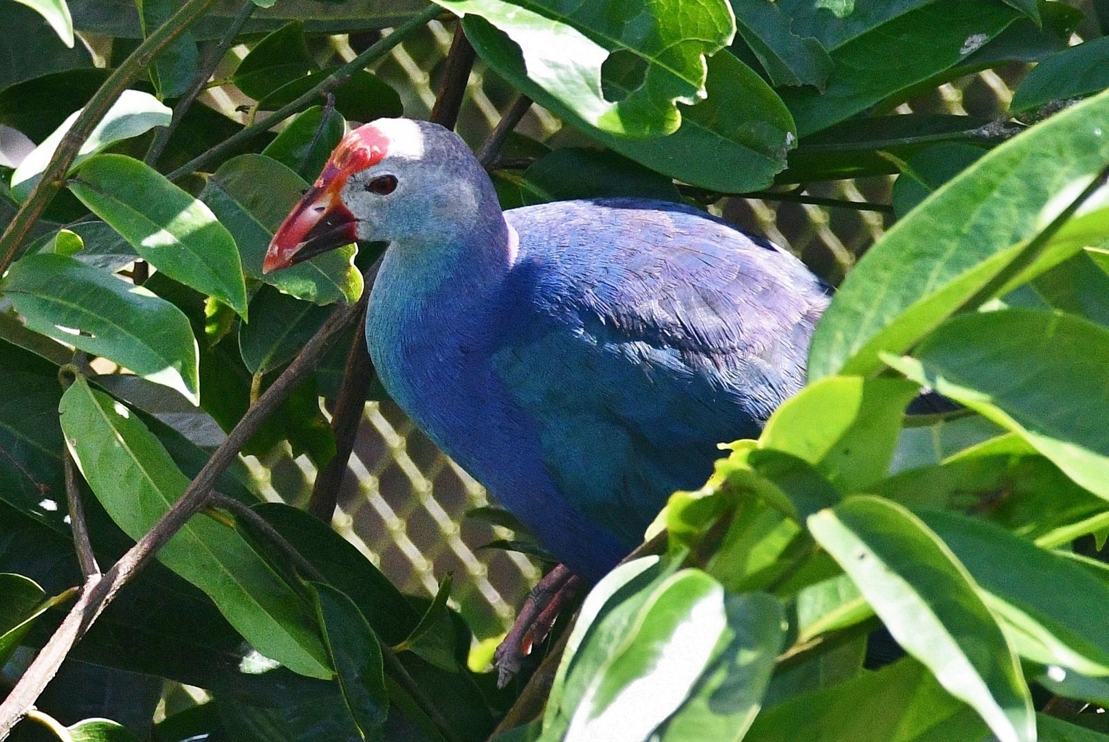 Grey-headed Swamphen (Porphyrio poliocephalus)