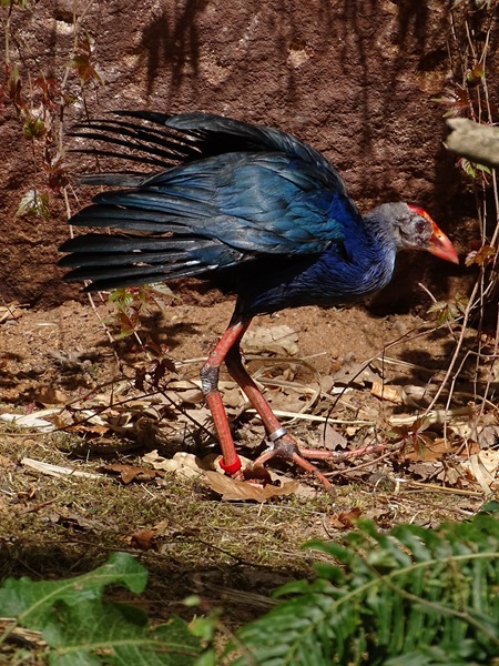 Grey-headed swamphen (Porphyrio poliocephalus)