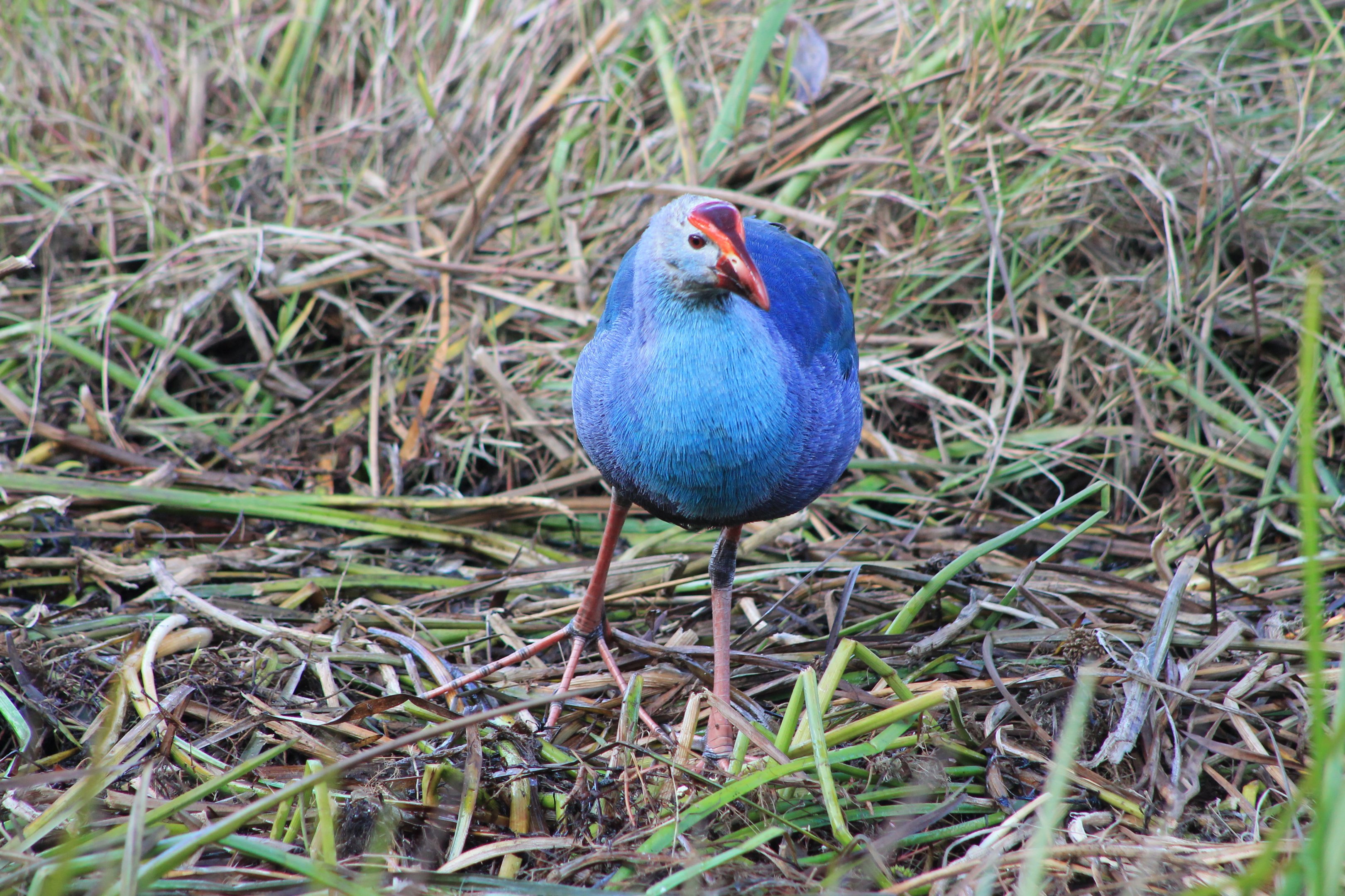 Grey-headed Swamphen (Porphyrio poliocephalus)