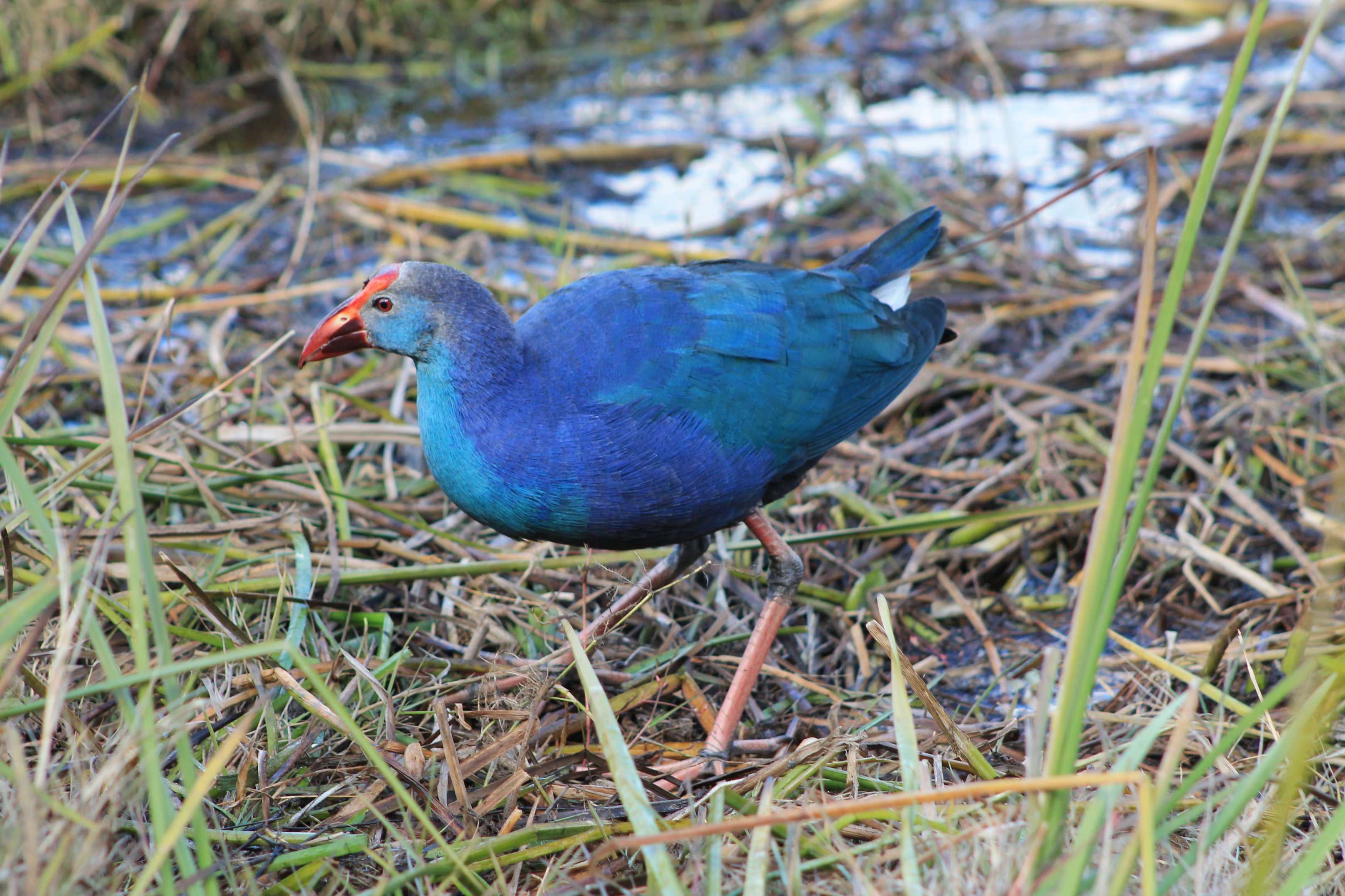 Grey-headed Swamphen (Porphyrio poliocephalus)