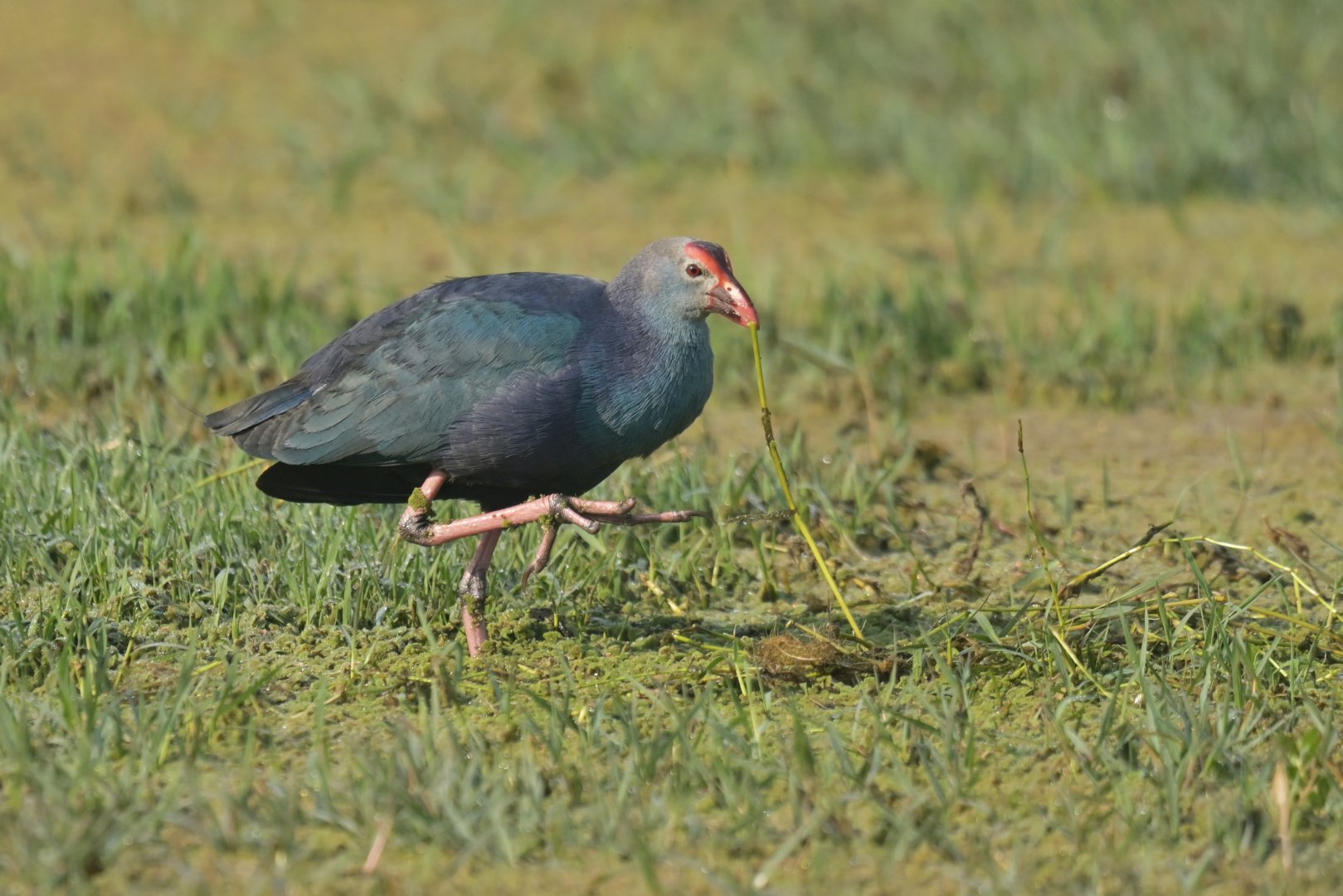 Grey-headed Swamphen Porphyrio poliocephalus