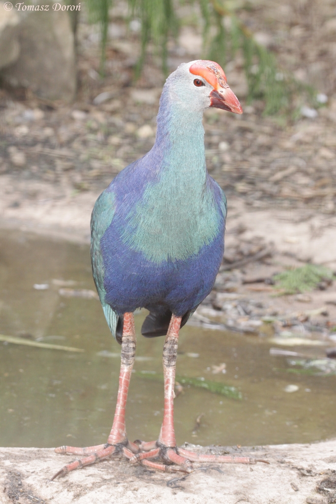 Grey-headed Swamphen (Porphyrio porphyrio poliocephalus)