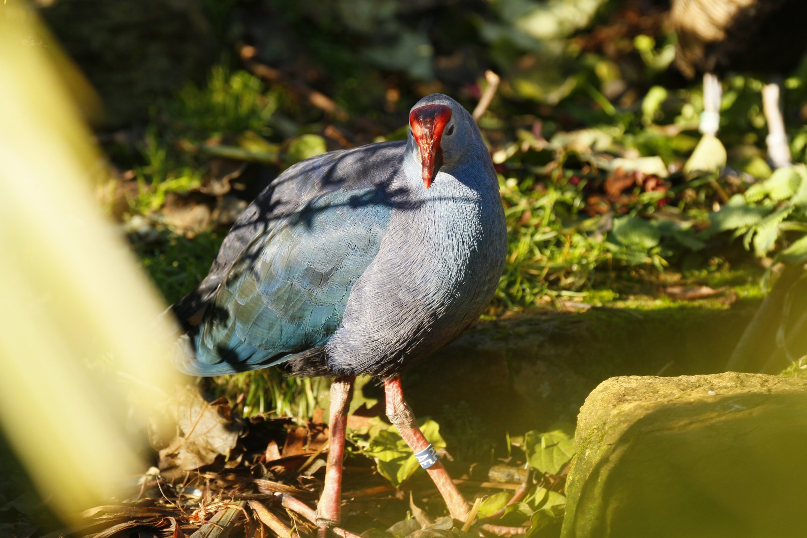 Grey-headed swamphen (Porphyrio porphyrio poliocephalus)