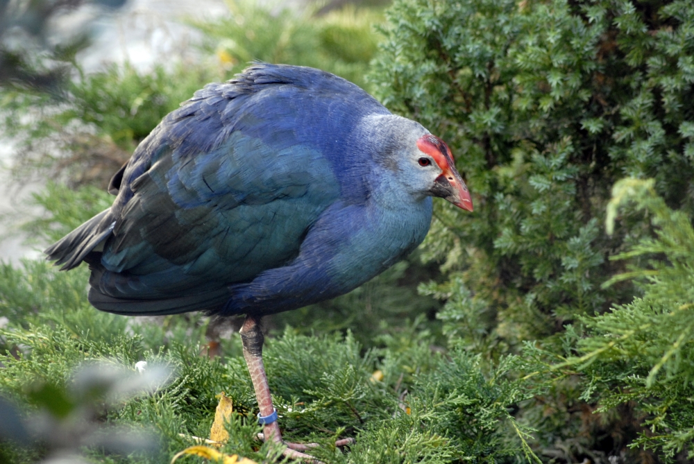 Grey-headed swamphen