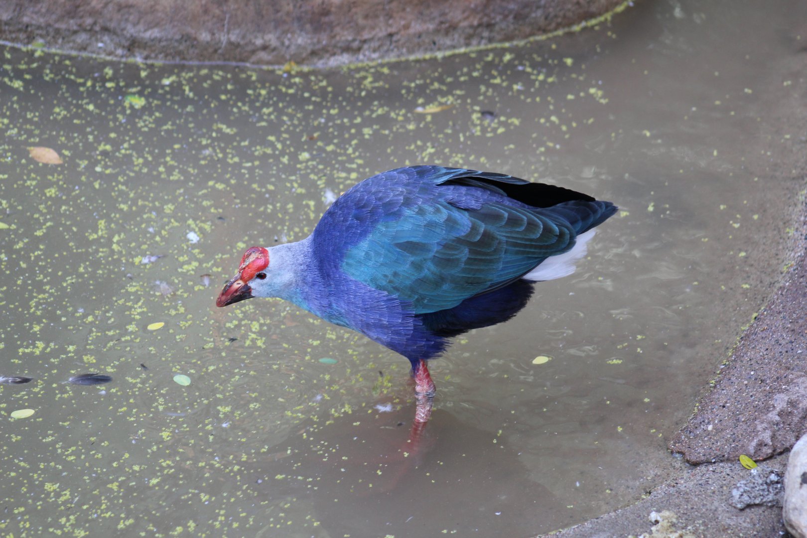 Grey-Headed Swamphen