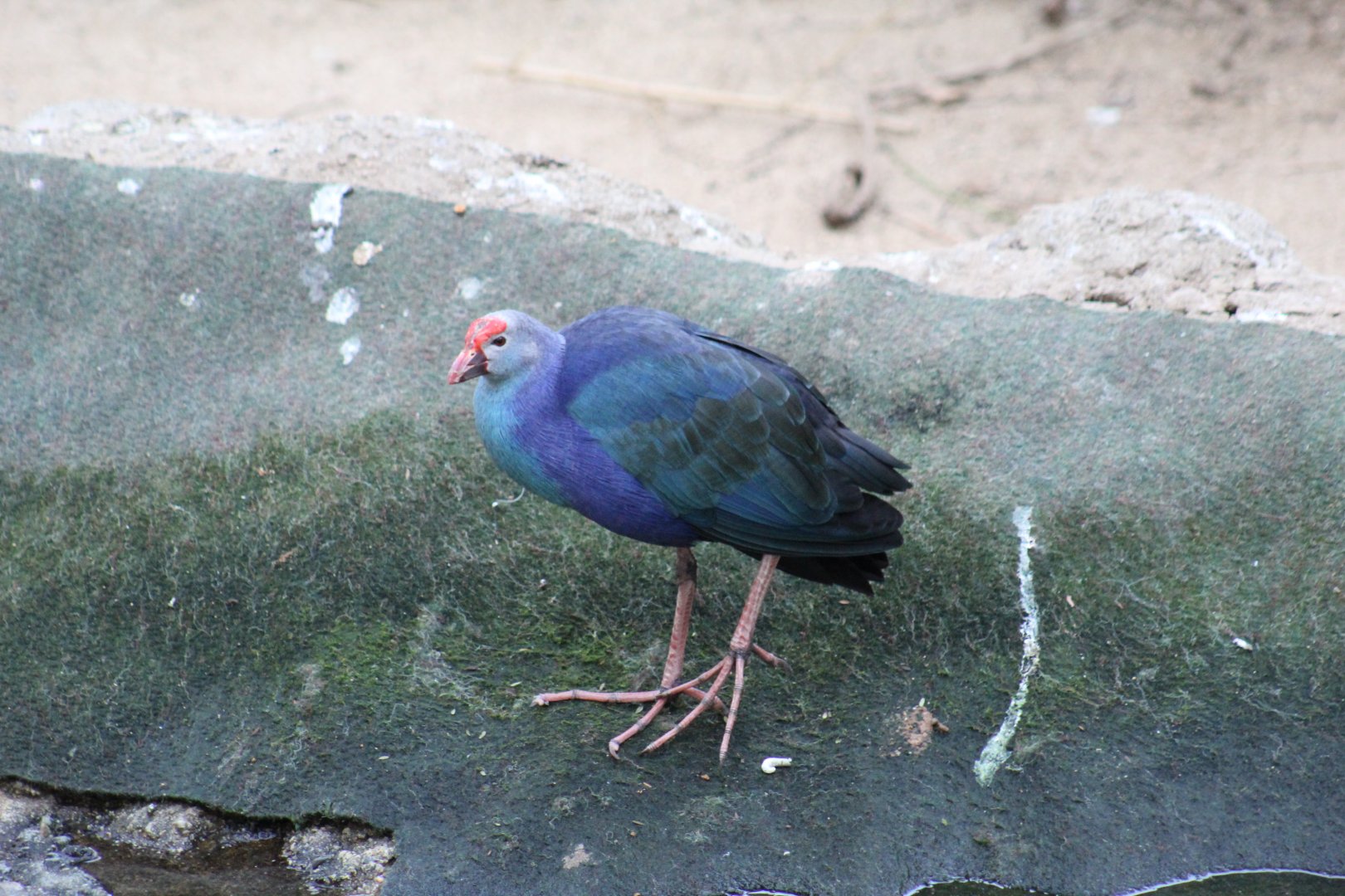 Grey-Headed Swamphen