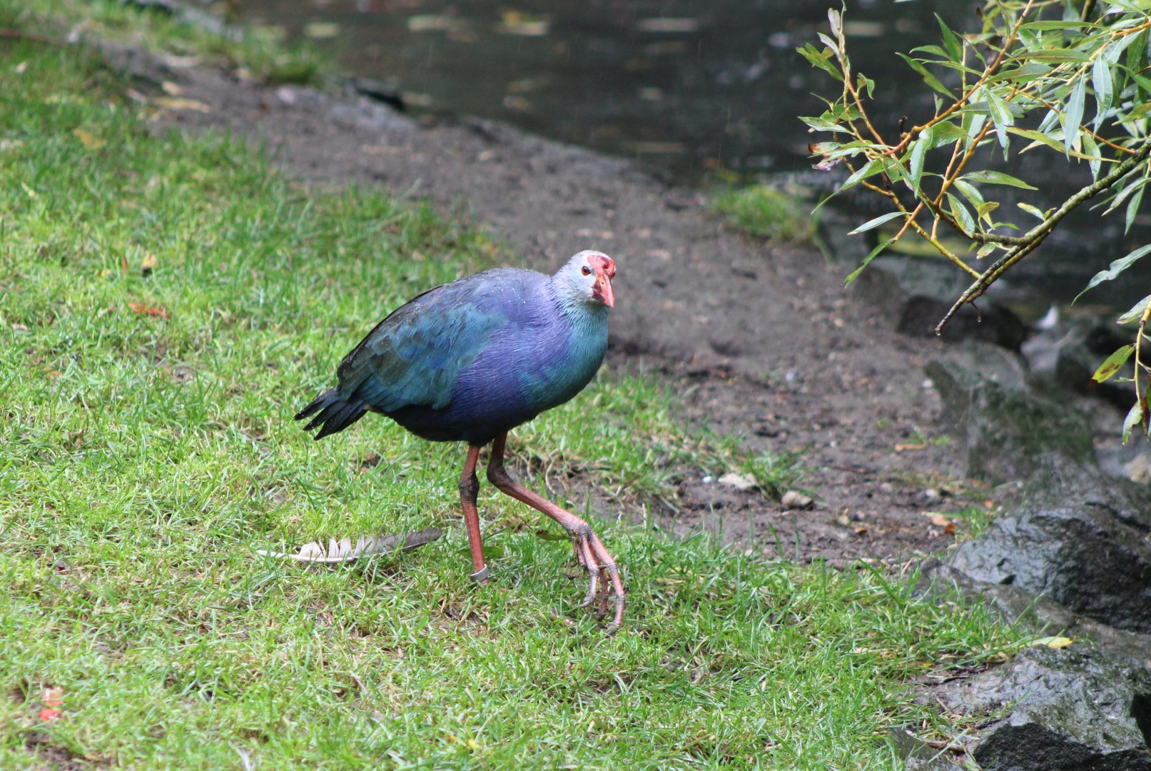 Grey-headed swamphen
