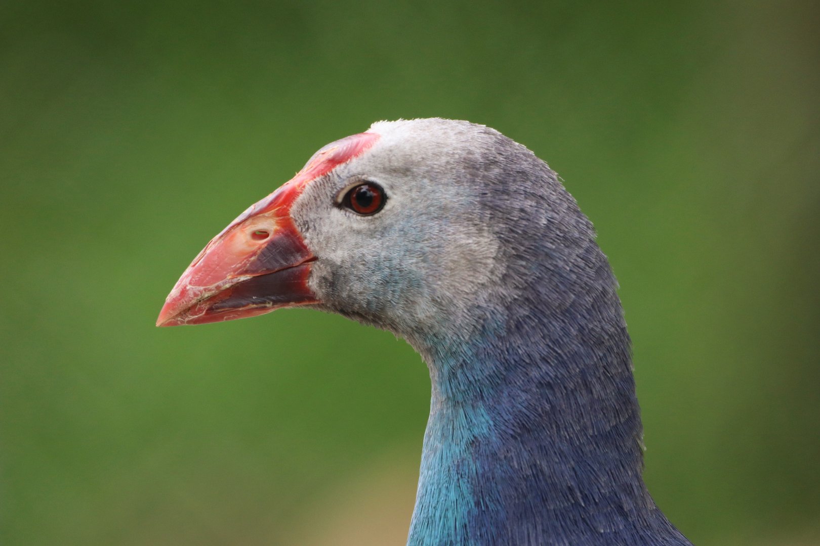 Grey-headed swamphen