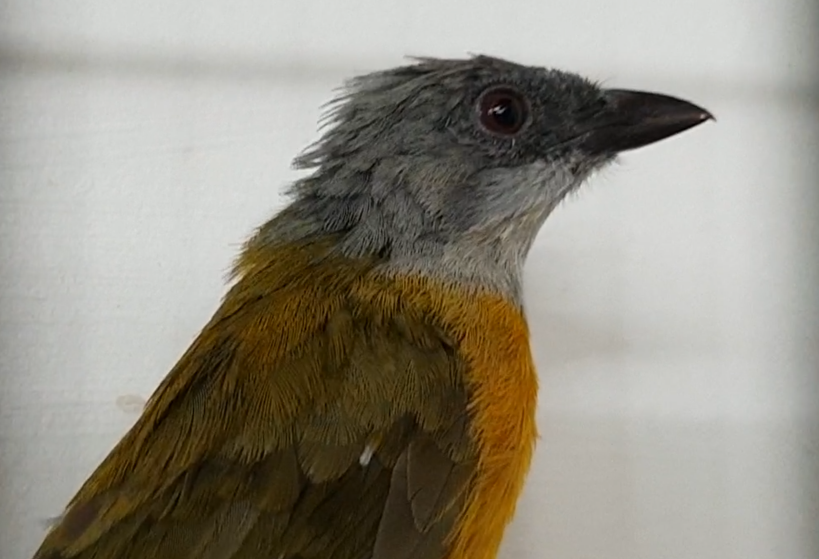 Grey-headed tanager - Eucometis penicillata