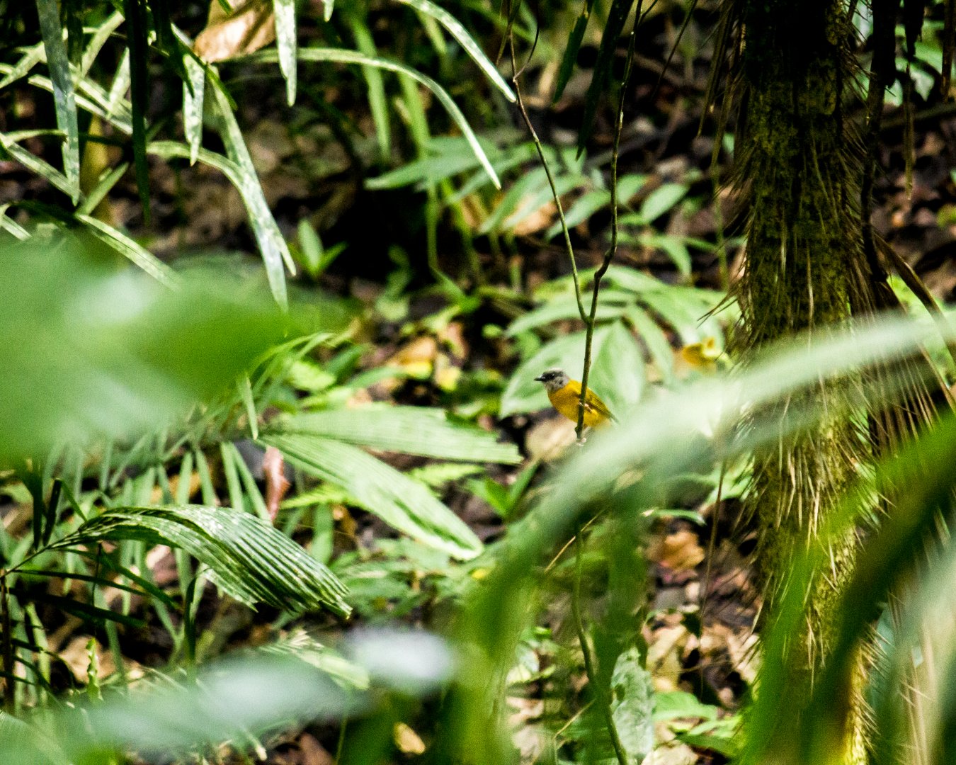 Grey-headed tanager, Eucometis penicillata