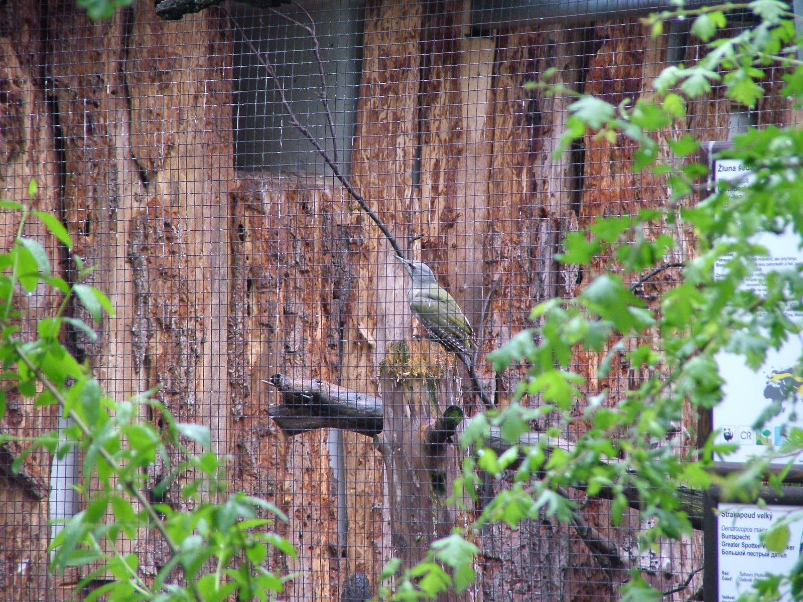 Grey-headed Woodpecker at Ohrada, 26/05/10