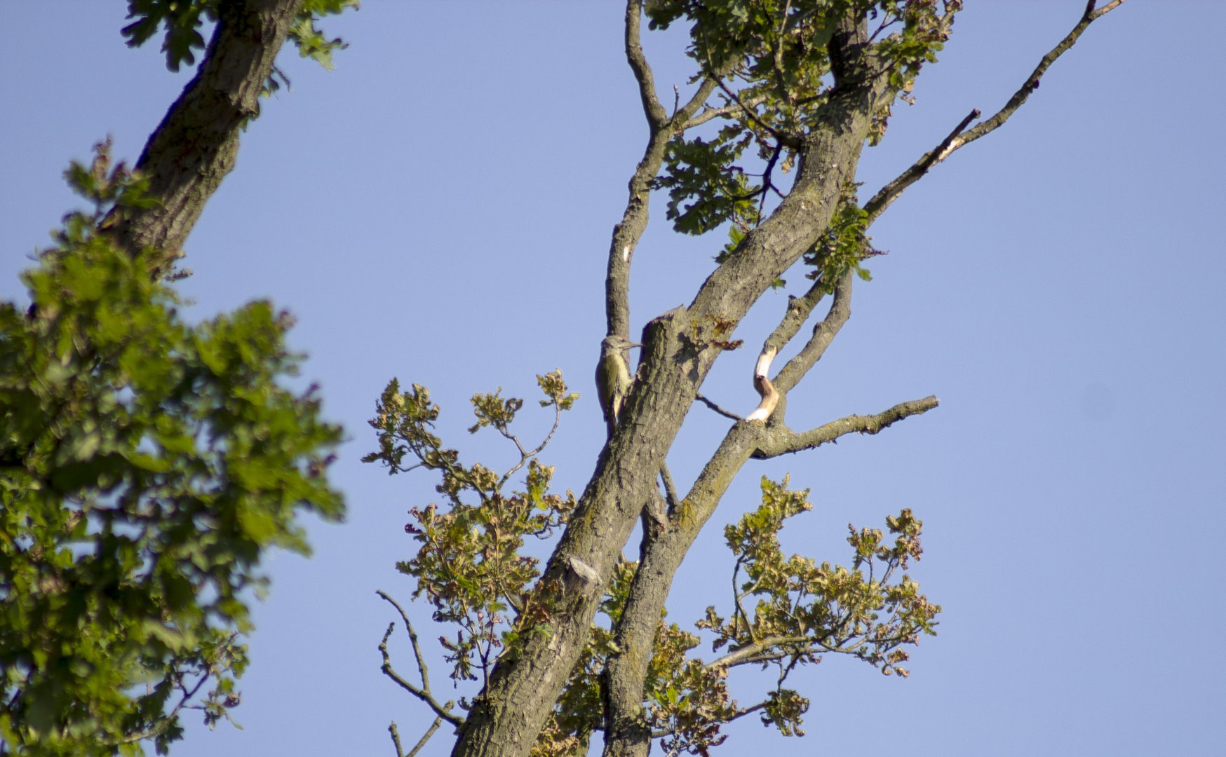 Grey-headed woodpecker, Picus canus canus
