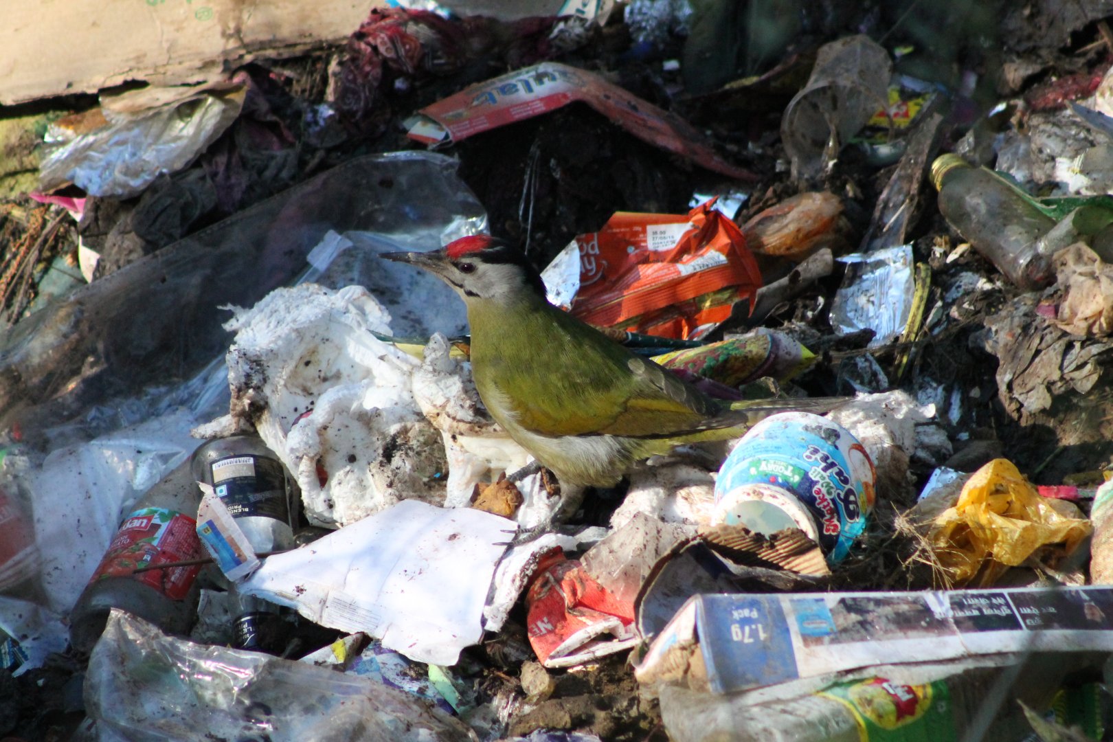 Grey-headed Woodpecker (Picus canus)