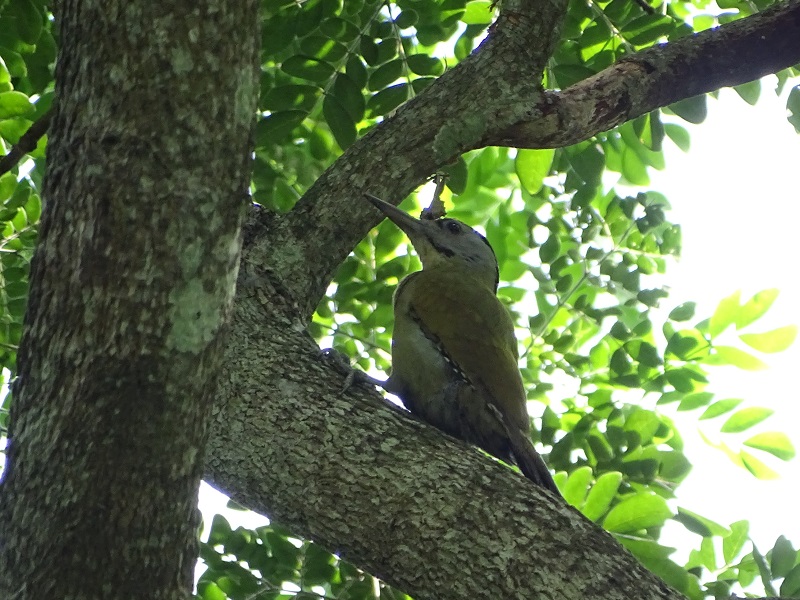 Grey-headed woodpecker (Picus canus)