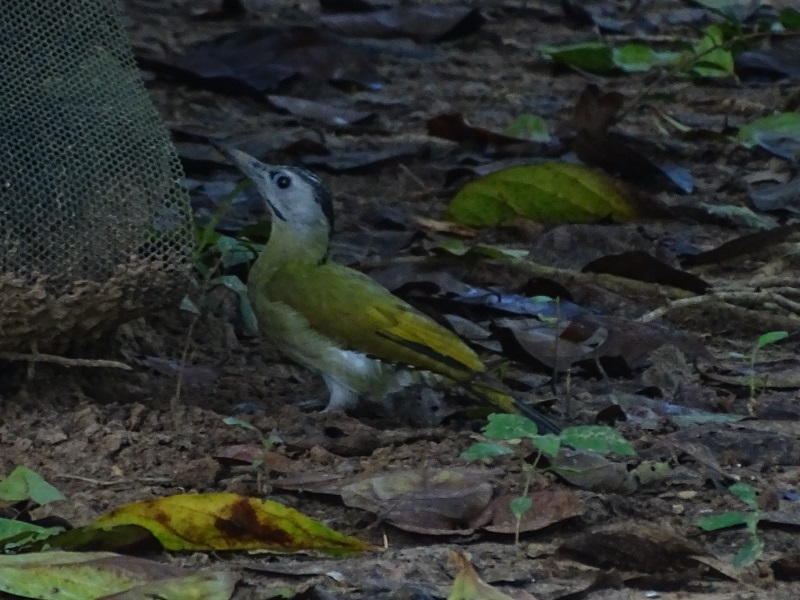 Grey-headed woodpecker (Picus canus)