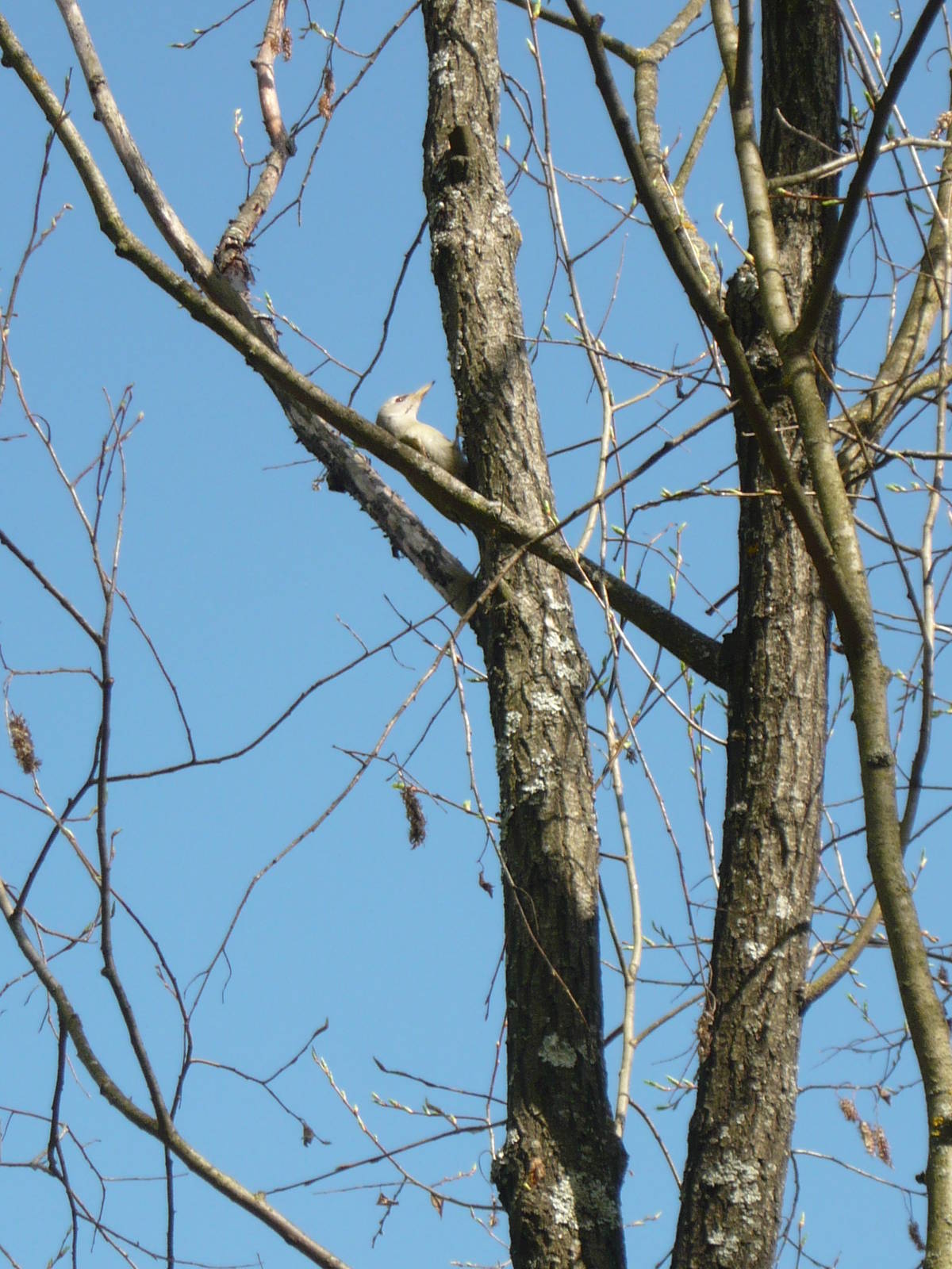 Grey-headed woodpecker