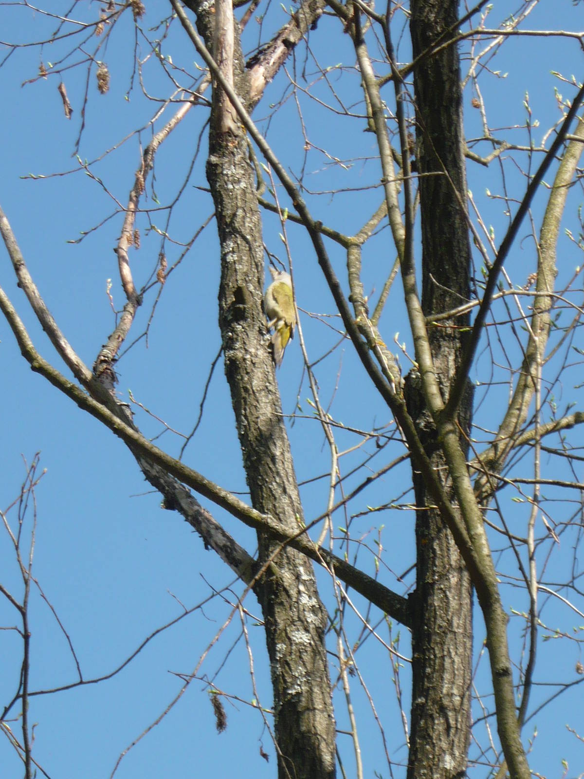 Grey-headed woodpecker