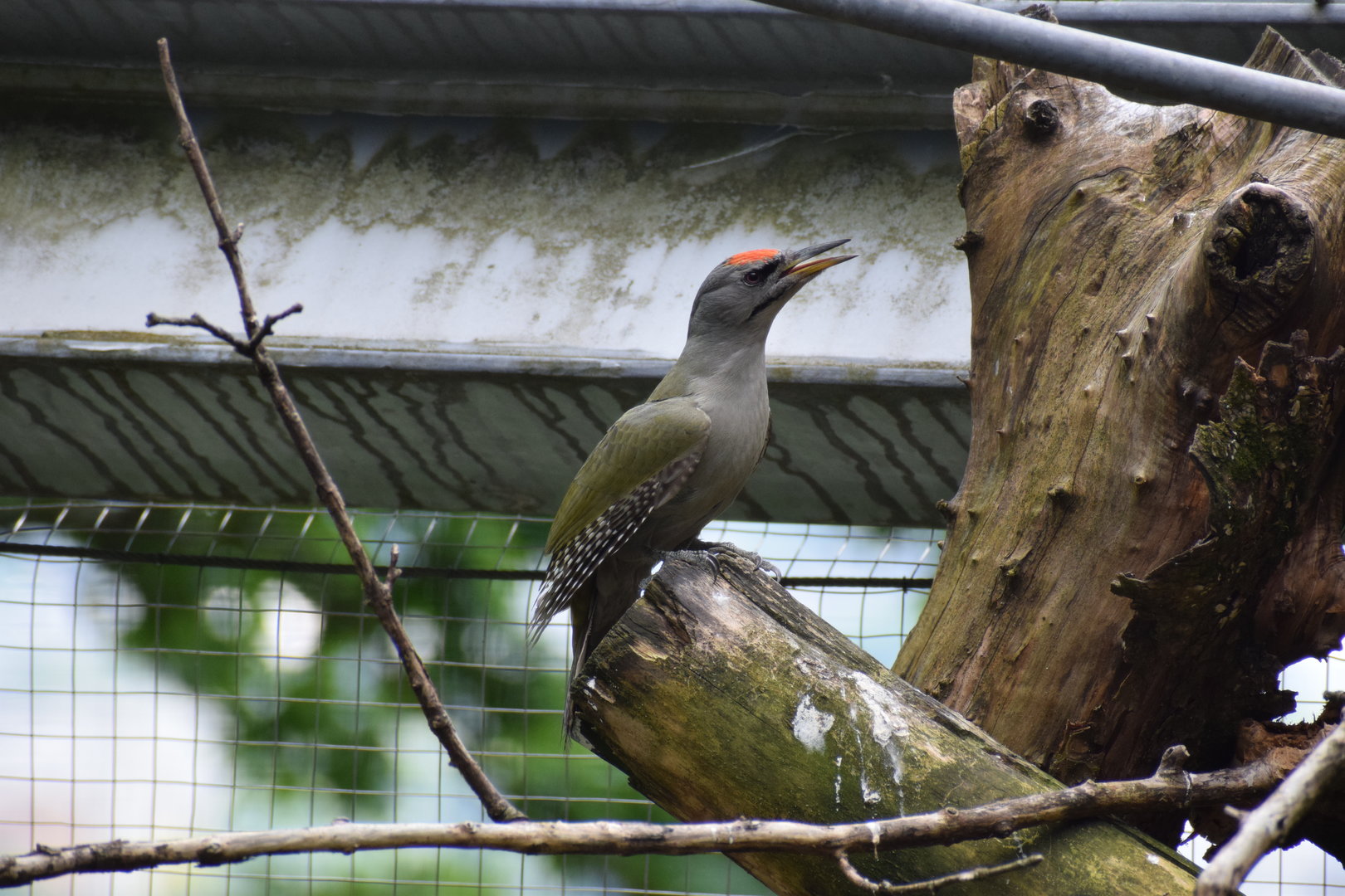 Grey-headed Woodpecker