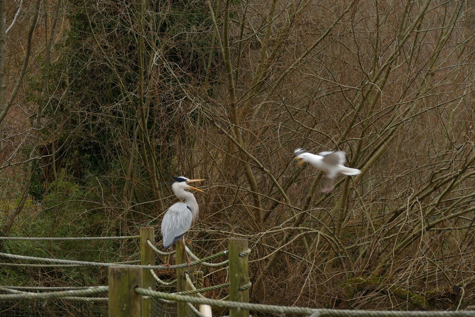 Grey heron and herring gull, February 2022