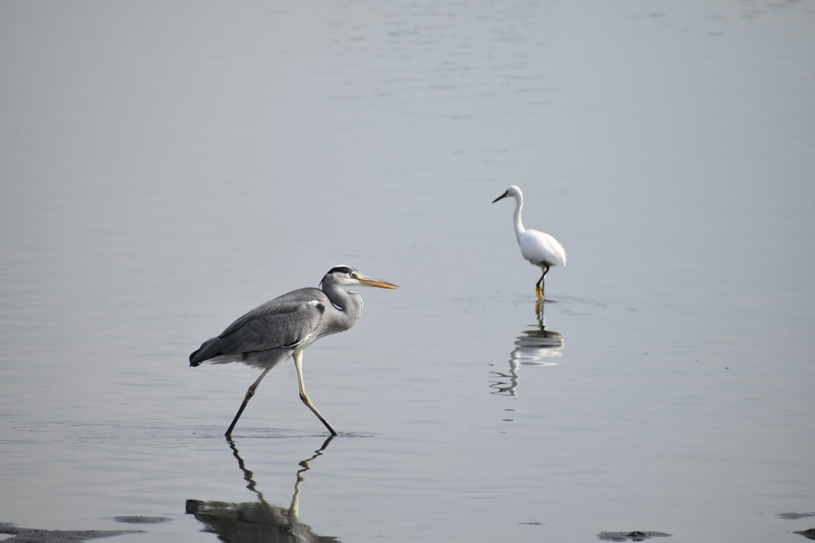 Grey Heron and Little Egret - Tokyo Port Wild Bird Park